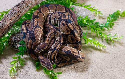 Two Burmese pythons in zoo Poster Print by Panoramic Images - Item # VARPPI175336