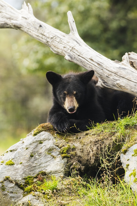 Black bear cub, captive at the Alaska Wildlife Conservation Center, South-central Alaska; Portage, Alaska, United States of America Poster Print by Doug Lindstrand / Design Pics - Item # VARDPI12318774 Black bear cub, captive at the Alaska Wildlife Conservation Center, South-central Alaska; Portage, Alaska, United States of America Poster Print by Doug Lindstrand / Design Pics - Item # VARDPI12318774
