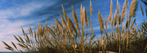 Plants on the beach, Coastal California, California, USA Poster Print by Panoramic Images - Item # VARPPI158579