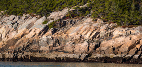 Trees on mountain, Mount Desert Island, Acadia National Park, Hancock County, Maine, USA Poster Print by Panoramic Images - Item # VARPPI162242