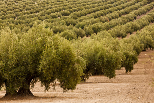 Olive trees in a field, Jaen, Jaen Province, Andalusia, Spain Poster Print by Panoramic Images - Item # VARPPI156892