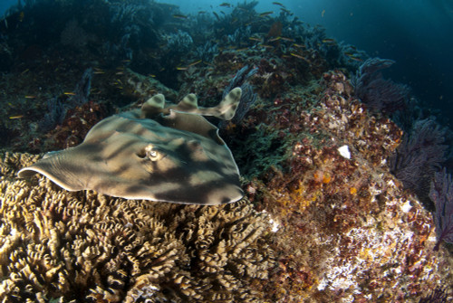 Banded guitarfish, Sea of Cortez, Baja California, Mexico. Poster Print by VWPics/Stocktrek Images - Item # VARPSTVWP401385U