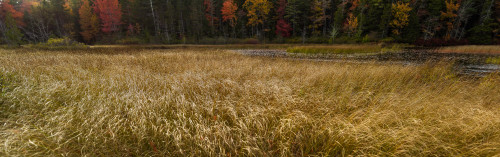 Trees in forest during autumn, Mount Desert Island, Acadia National Park, Hancock County, Maine, USA Poster Print by Panoramic Images - Item # VARPPI162273