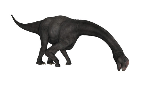 Brontomerus dinosaur eating, white background. Poster Print by Elena Duvernay - Item # VARPSTEDV600385P