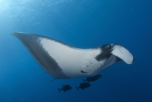 Manta ray on a cleaning station, Socorro Island, Mexico. Poster Print by VWPics/Stocktrek Images - Item # VARPSTVWP401435U