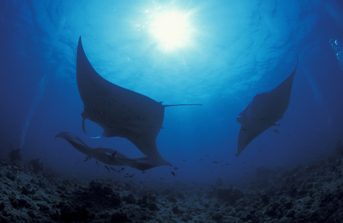 Three giant oceanic manta rays in the South Ari Atoll, Maldives Poster Print by Steve Jones/Stocktrek Images - Item # VARPSTSJN400760U