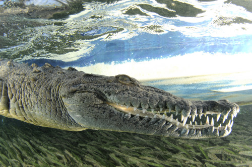 American crocodile at Jardines de la Reina in Cuba. Poster Print by VWPics/Stocktrek Images - Item # VARPSTVWP401484U