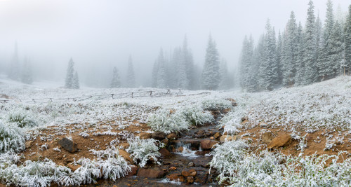 Snow covered trees in Hidden Valley along, Trail Ridge Road, Estes Park, Rocky Mountain National Park, Colorado, USA Poster Print by Panoramic Images - Item # VARPPI161508
