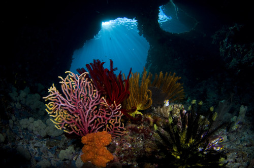 Crinoids and a small gorgonian fan, Raja Ampat, Indonesia. Poster Print by VWPics/Stocktrek Images