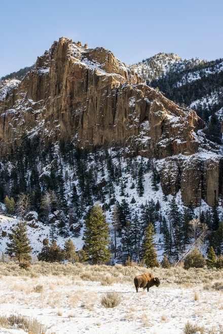 Lone American Bison standing in snowy meadow with rugged cliffs in background, Shoshone National Forest; Wyoming, United States of America Poster Print by Kenneth Whitten / Design Pics - Item # VARDPI12321906