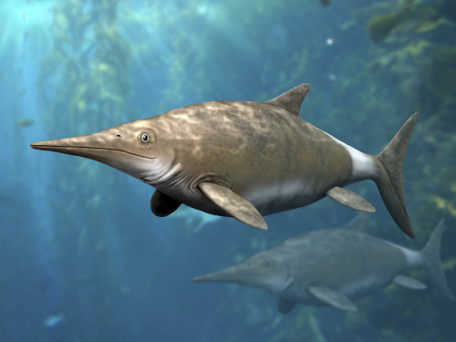 Brachypterygius is an extinct ichthyosaur from the Late Jurassic of England.. Poster Print by Nobumichi Tamura/Stocktrek Images - Item # VARPSTNBT600217P