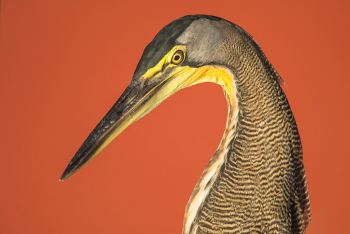Bare-Throated Tiger Heron, Tortuguero, Costa Rica Poster Print by Panoramic Images - Item # VARPPI157328