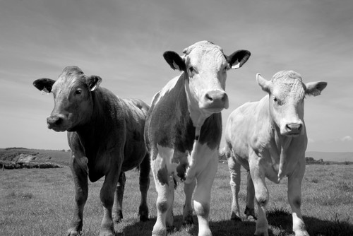Cattle, County Waterford, Ireland Poster Print by Panoramic Images - Item # VARPPI172786