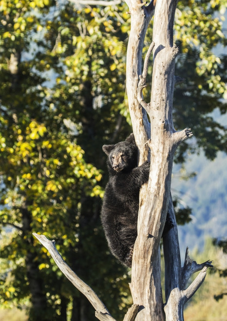 Black bear cub climbing a tree, Alaska Wildlife Conservation Center, South-central Alaska; Portage, Alaska, United States of America Poster Print by Doug Lindstrand / Design Pics - Item # VARDPI12318712
