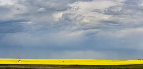 Panorama of sunlight on a flowering canola field with dark storm clouds in the sky; Nanton, Alberta, Canada Poster Print by Michael Interisano / Design Pics - Item # VARDPI12318902