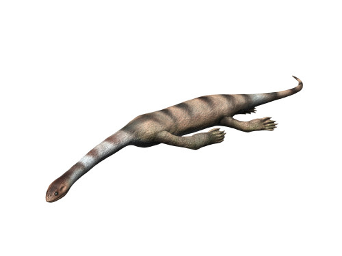 Keichousaurus hui, Sauropterygia, Late Triassic of China. Poster Print by Nobumichi Tamura/Stocktrek Images - Item # VARPSTNBT600270P
