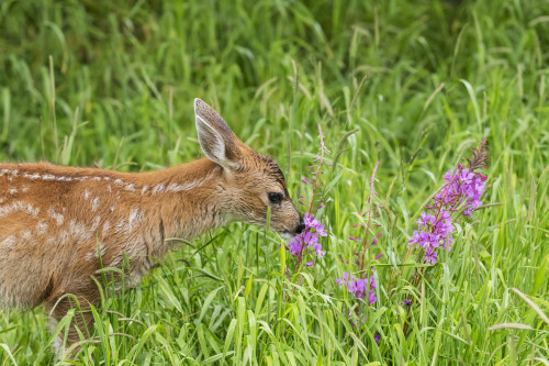 Sitka Black-tailed deer fawn munches on fireweed in pasture, captive animal at the Alaska Wildlife Conservation Centre; Portage, Alaska, United States of America Poster Print by Doug Lindstrand / Design Pics - Item # VARDPI12306795