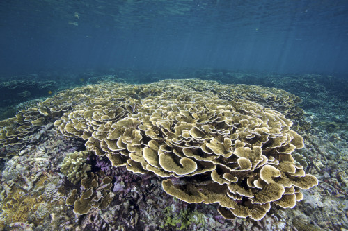 Hard coral garden in the shallows of Apo Island. Poster Print by VWPics/Stocktrek Images - Item # VARPSTVWP400970U