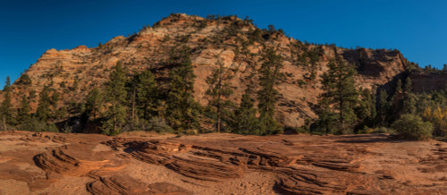 Pine trees and sandstone cliffs, Zion National Park, Utah, USA Poster Print by Panoramic Images - Item # VARPPI174193