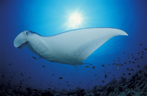 http://c328301.r1.cf1.rackcdn.com/PSTSJN400748U.jpg