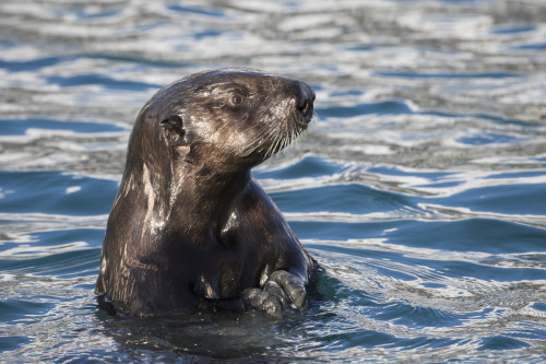 Sea Otter swims in Resurrection Bay near Seward small boat harbour in south-central Alaska; Seward, Alaska, United States of America Poster Print by Doug Lindstrand / Design Pics - Item # VARDPI12306980