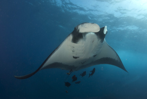 Manta ray on a cleaning station, Socorro Island, Mexico. Poster Print by VWPics/Stocktrek Images - Item # VARPSTVWP401436U