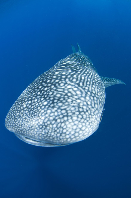 Whale shark, Cenderawasih Bay, Indonesia. Poster Print by VWPics/Stocktrek Images - Item # VARPSTVWP400645U