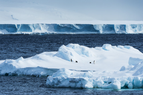 Penguins on an iceberg; Antarctica Poster Print by Deb Garside / Design Pics - Item # VARDPI12310894 Penguins on an iceberg; Antarctica Poster Print by Deb Garside / Design Pics - Item # VARDPI12310894