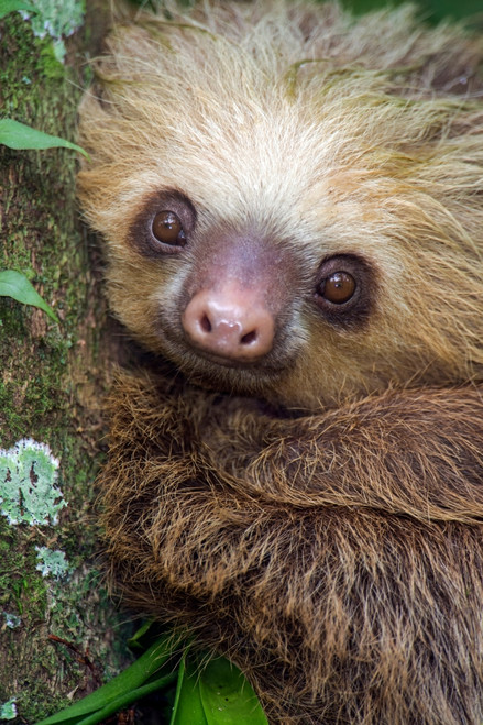 Two-Toed Sloth, Tortuguero, Costa Rica Poster Print by Panoramic Images - Item # VARPPI157373