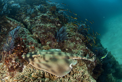Banded guitarfish, Sea of Cortez, Baja California, Mexico. Poster Print by VWPics/Stocktrek Images - Item # VARPSTVWP401376U