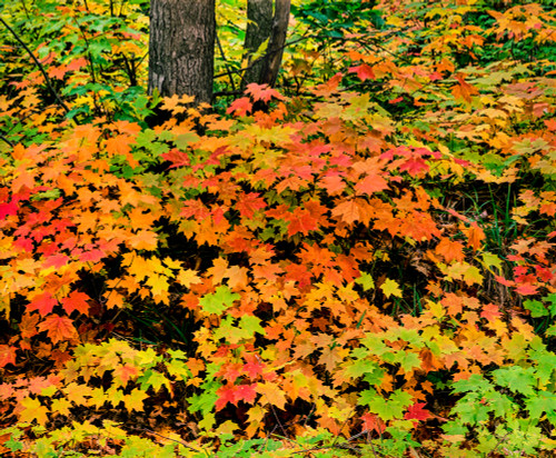 Autumn trees in a forest, Keweenaw Peninsula, Upper Peninsula, Michigan, USA Poster Print by Panoramic Images - Item # VARPPI168197