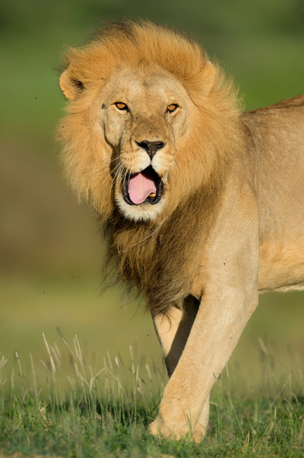 African Lion, Ndutu, Ngorongoro Conservation Area, Tanzania Poster Print by Panoramic Images - Item # VARPPI157062 African Lion, Ndutu, Ngorongoro Conservation Area, Tanzania Poster Print by Panoramic Images - Item # VARPPI157062