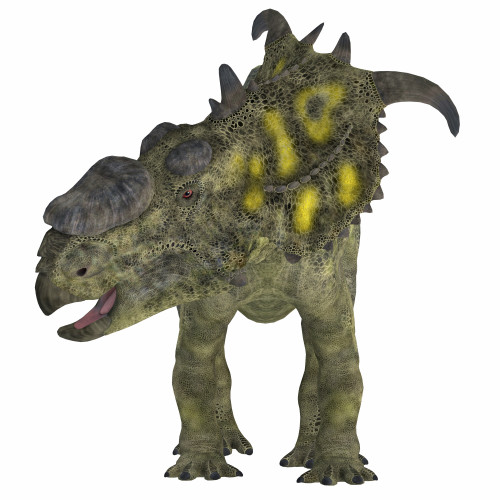 Pachyrhinosaurus dinosaur, front view. Poster Print by Corey Ford/Stocktrek Images - Item # VARPSTCFR200721P