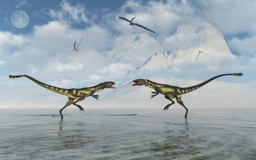 A territorial dispute between two Dilong dinosaurs. Poster Print by Mark Stevenson/Stocktrek Images - Item # VARPSTMAS600133P