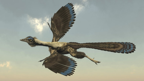 Archaeopteryx bird flying in the sky. Poster Print by Elena Duvernay - Item # VARPSTEDV600394P