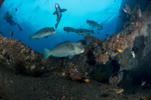 Several bumphead parrotfish swimming over the Liberty Wreck in Bali, Indonesia. Poster Print by Mathieu Meur/Stocktrek Images - Item # VARPSTMME400692U