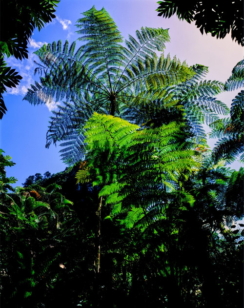 Low angle view of West Indian treefern, Papillote Wilderness Retreat, Dominica Poster Print by Panoramic Images - Item # VARPPI166873