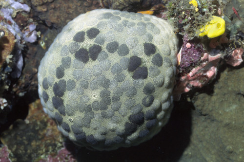 Cushion star, Solomon Islands. Poster Print by VWPics/Stocktrek Images - Item # VARPSTVWP401184U