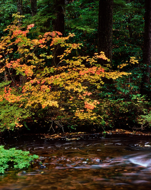 Vine Maple leaves along Salt Creek, Willamette National Forest, Lane County, Oregon, USA Poster Print by Panoramic Images - Item # VARPPI172489