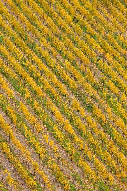 Elevated view of vineyard in autumn, Bacharach, Mainz-Bingen, Rhineland-Palatinate, Germany Poster Print by Panoramic Images - Item # VARPPI174045