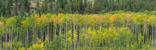 Aspen trees in a forest along U.S. Route 50, Colorado, USA Poster Print by Panoramic Images - Item # VARPPI161521