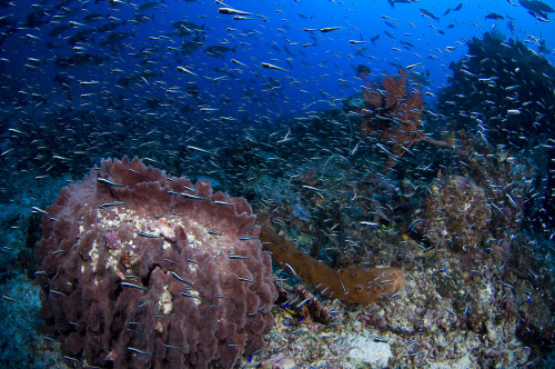 Schooling convict blennies and a giant barrel sponge, Raja Ampat, Indonesia. Poster Print by VWPics/Stocktrek Images - Item # VARPSTVWP400734U