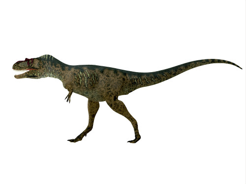 Albertosaurus dinosaur, side profile. Poster Print by Corey Ford/Stocktrek Images - Item # VARPSTCFR200818P