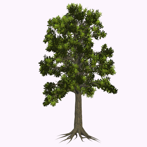 Glossopteris tree on white background. Poster Print by Corey Ford/Stocktrek Images - Item # VARPSTCFR200745P