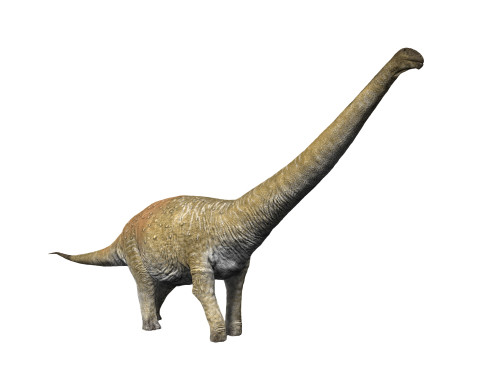 Notocolossus is a large titanosaur from the Late Cretaceous period. Poster Print by Nobumichi Tamura/Stocktrek Images - Item # VARPSTNBT600262P