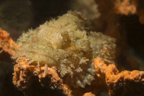 Tassled scorpionfish, Lembeh Strait, Indonesia. Poster Print by VWPics/Stocktrek Images - Item # VARPSTVWP401241U