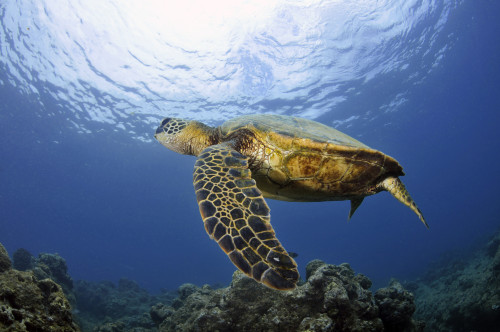 A green sea turtle, Chelonia mydas, Ko'olina, Oahu, Hawaii, North Pacific. Poster Print by VWPics/Stocktrek Images - Item # VARPSTVWP400068U