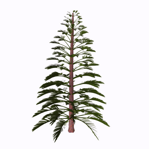 Walchia tree on white background. Poster Print by Corey Ford/Stocktrek Images - Item # VARPSTCFR200757P