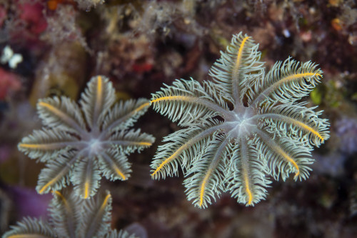 Detail of soft coral polyps growing on a reef in Raja Ampat, Indonesia. Poster Print by Ethan Daniels/Stocktrek Images - Item # VARPSTETH400993U