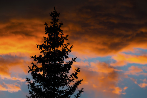 Silhouette of evergreen trees against dramatic colourful clouds at sunset; Calgary, Alberta, Canada Poster Print by Michael Interisano / Design Pics - Item # VARDPI12321662